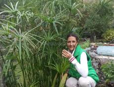 Пальмы на продажу зелёные круглогодично.