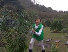 Пальмы на продажу зелёные круглогодично.