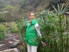 Пальмы на продажу зелёные круглогодично.