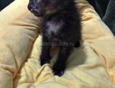 Милы катенок
