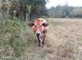 Продаётся Тельные коровы 🐮🐮 село Дранда