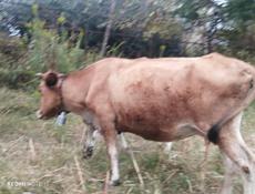 Продаётся Тельные коровы 🐮🐮 село Дранда