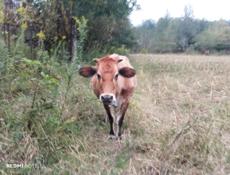 Продаётся Тельные коровы 🐮🐮 село Дранда