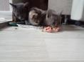 Отдам котят 