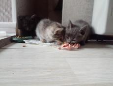 Отдам котят