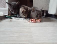 Отдам котят
