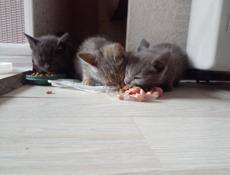 Отдам котят