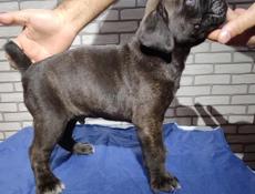 Щенок Кане Корсо