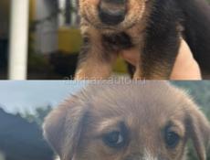 Малышки в добрые руки!