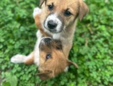 Малышки в добрые руки!