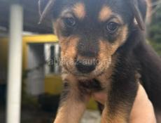 Малышки в добрые руки!