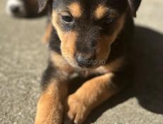 Малышки в добрые руки!