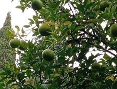 Золотой берег 25соток с документами. 