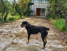 Помесь добермана, год, девочка, стерильная ищет семью.