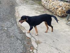 Помесь добермана, год, девочка, стерильная ищет семью.