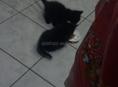 Сибирские котята 