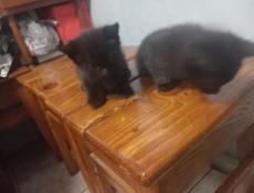 Сибирские котята