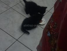 Сибирские котята