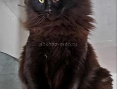 Сибирские котята