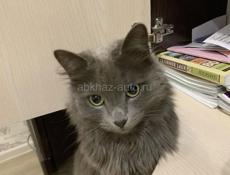 Сибирские котята