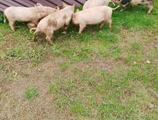 Продаются поросята 🐷 2 месяца
