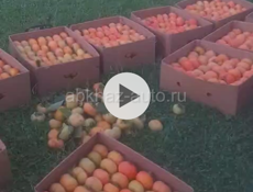 Плоская хурма
