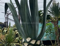 Продаю агаву высота 2,30 самовывоз 