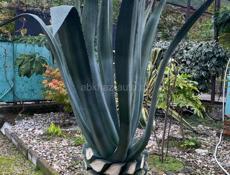 Продаю агаву высота 2,30 самовывоз 