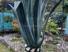 Продаю агаву высота 2,30 самовывоз 