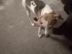 Потерялась собака