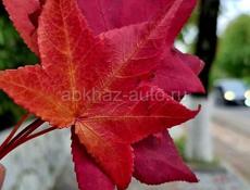 Осенняя подработка