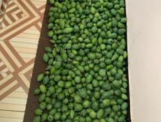 Фейхоа продажа