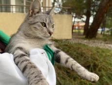 Два бездомных котят ищут себе дом