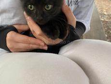 Два бездомных котят ищут себе дом