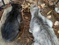 Два бездомных котят ищут себе дом