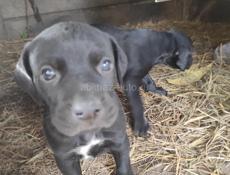 в добрые руки