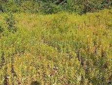 Продается Земельный участок Сухум