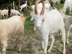 По выбору или оптом