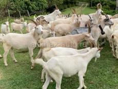 По выбору или оптом