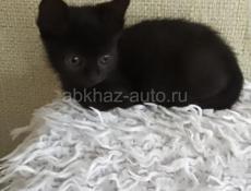 Отдам в добрые руки.