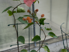 БУГЕНВИЛЛИИ 