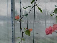 БУГЕНВИЛЛИИ 