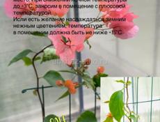 БУГЕНВИЛЛИИ 