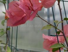 БУГЕНВИЛЛИИ 