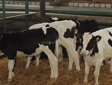 Куплю бычка не меньше трех месецев