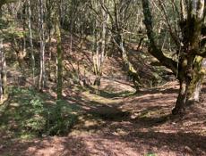 Дрова под заказ