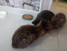 Отдам котят
