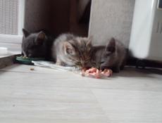Отдам котят