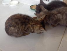 Отдам котят