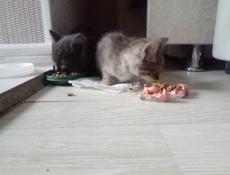 Отдам котят